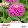 Over 25 types of Zinnia seeds from 1 euro Image 8