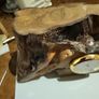 Clock tree root German Image 3