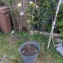 Apple tree James grieve Image 3