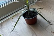 dragon plant
