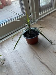 dragon plant