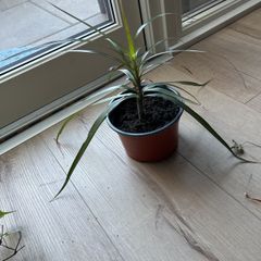 dragon plant