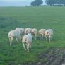 Pedigree Texel sheep Image 8