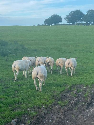 Pedigree Texel sheep