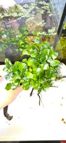 plants