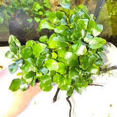 plants