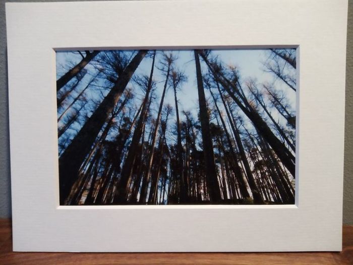 Mounted Original Photography - Wicklow Trees