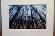 Mounted Original Photography - Wicklow Trees