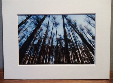 Mounted Original Photography - Wicklow Trees