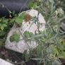 Garden items etc Image 9