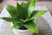 Beautiful Sansevieria Hahnii in decorative pot