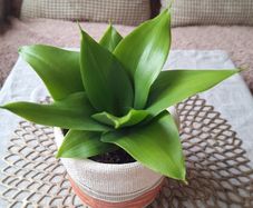 Beautiful Sansevieria Hahnii in decorative pot
