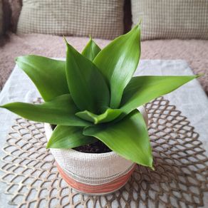 Beautiful Sansevieria Hahnii in decorative pot