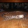Betsey Johnson ladies leopard print belt size small brand new Image 4