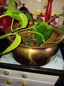 Large  brass hanging pot