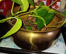 Large  brass hanging pot