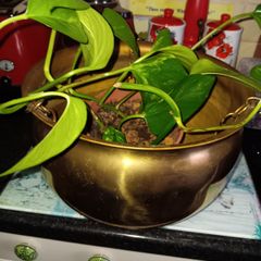 Large  brass hanging pot