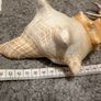 sea shells Image 6