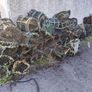 Lobster Pots. 65 or so, as a job lot. Image 6