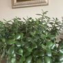 Crassula Ovata / Jade Plant Image 2