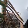 Large monstera deliciosa Image 7