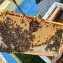 2027, Nucs Of Bees, Full Bee Hives Image 4