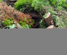 Free Firewood