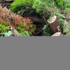 Free Firewood