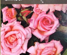 Fragrant Rose Seeds