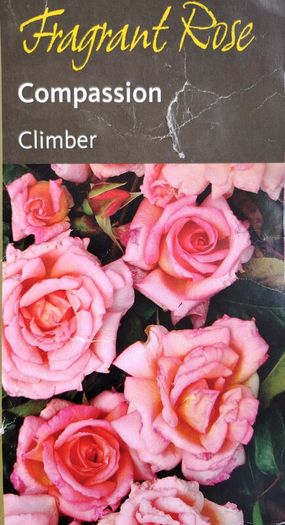 Fragrant Rose Seeds