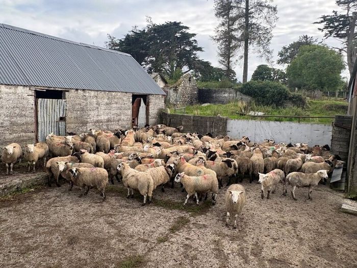 120 store lambs (32-37kg)