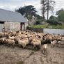 120 store lambs (32-37kg) Image 5