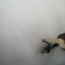 Predator Image 2