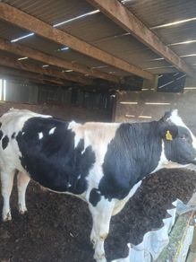 Holstein bull