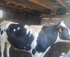 Holstein bull