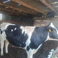 Holstein bull