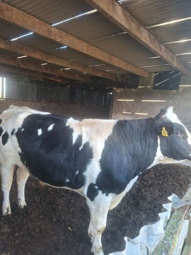 Holstein bull