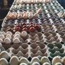 fertile hatching eggs and chicks Image 2