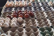 fertile hatching eggs and chicks