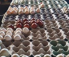 fertile hatching eggs and chicks