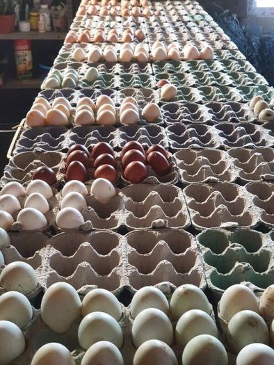 Pullets/hens/roosters/point of lay/