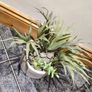 seculent pot Image 3