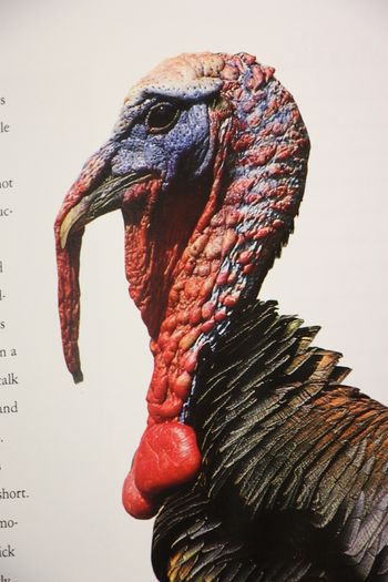 The Hunter's Handbook.