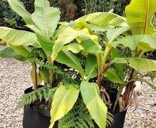 Plant