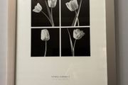 (Move out sell-see my other low priced ads) Framed Black &amp; White Tulip Photography by Thomas Horbett