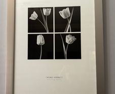 (Move out sell-see my other low priced ads) Framed Black & White Tulip Photography by Thomas Horbett