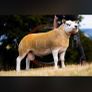 Pedigree Texel Rams Image 3