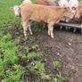 9 Continental Weanling Heifers Image 6