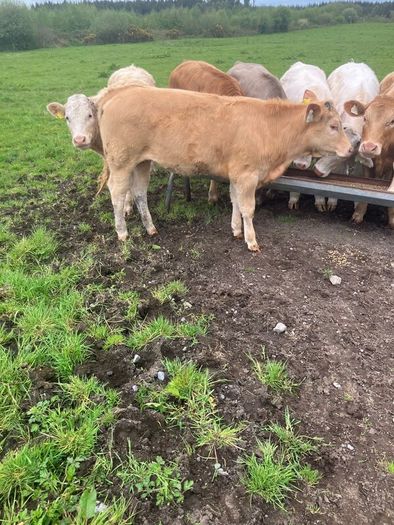 9 Continental Weanling Heifers