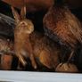 Taxidermy Image 2
